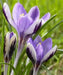 Crocus Spring Beauty, SPECIES SNOW CROCUS, Early Flowers - Caribbean garden seed