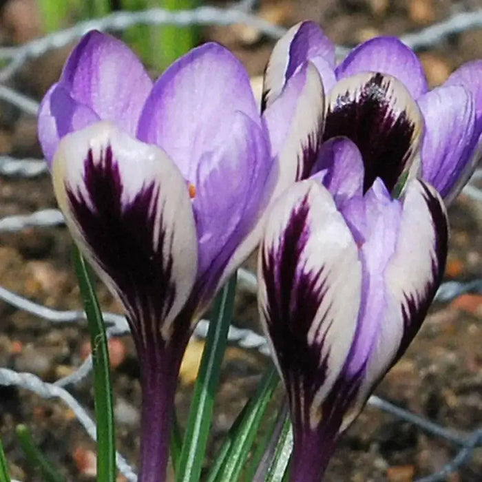 Crocus Spring Beauty, SPECIES SNOW CROCUS, Early Flowers - Caribbean garden seed