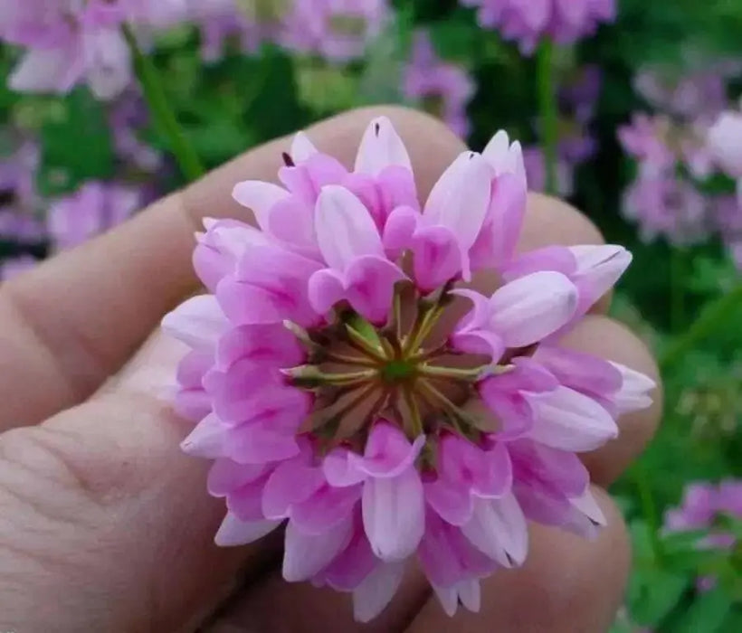 Crown vetch Seeds -Penngift,Securigera varia,- Attractive,Perennial,Ground Cover - Caribbean garden seed