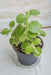 Cuban Oregano (LIVE PLANT )  CARIBBEAN PRODUCT, Hardy HERB, Spanish Thyme - Caribbean garden seed