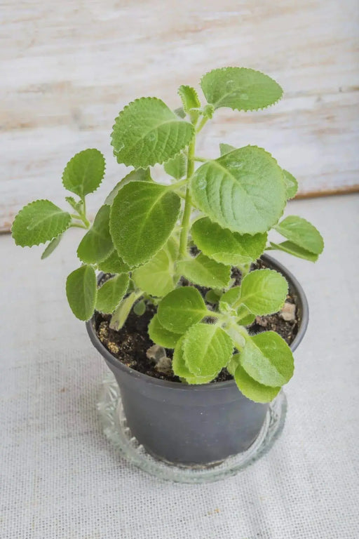 Cuban Oregano (LIVE PLANT ) ,CARIBBEAN PRODUCT - Caribbeangardenseed