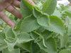 Cuban Oregano (LIVE PLANT )  CARIBBEAN PRODUCT, Hardy HERB, Spanish Thyme - Caribbean garden seed