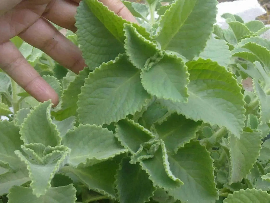 Cuban Oregano (LIVE PLANT )  CARIBBEAN PRODUCT, Hardy HERB, Spanish Thyme - Caribbean garden seed