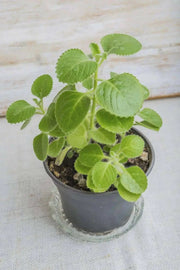 Cuban Oregano (LIVE PLANT )  CARIBBEAN PRODUCT, Hardy HERB, Spanish Thyme - Caribbean garden seed
