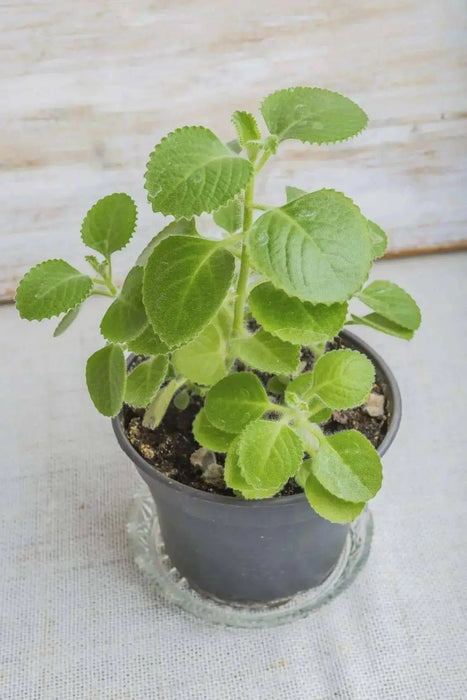 Cuban Oregano (LIVE PLANT )  CARIBBEAN PRODUCT, Hardy HERB, Spanish Thyme - Caribbean garden seed