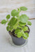 Cuban Oregano (LIVE PLANT )  CARIBBEAN PRODUCT, Hardy HERB, Spanish Thyme - Caribbean garden seed