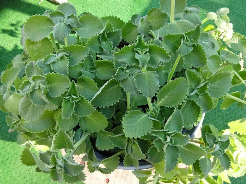 Cuban Oregano (LIVE PLANT )  CARIBBEAN PRODUCT, Hardy HERB, Spanish Thyme - Caribbean garden seed