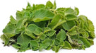 Cuban Oregano (LIVE PLANT )  CARIBBEAN PRODUCT, Hardy HERB, Spanish Thyme - Caribbean garden seed