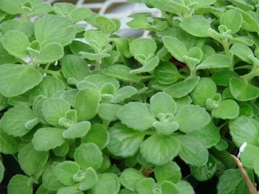 Cuban Oregano Seeds, ASIAN VEGETABLE /HERB - Caribbean garden seed