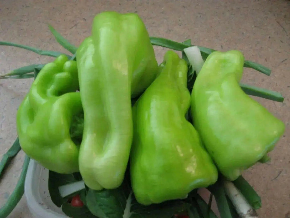 Cubanelles seeds, Italian Frying &,Pickling PEPPER ,Capsicum annuum. - Caribbean garden seed