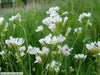 Cuckoo Flower Seed (Lady's Smock! ) PERENNIAL - Caribbean garden seed