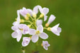 Cuckoo Flower Seed (Cardamine pratensis)Lady's Smock,Wildflower of the British Isles ! - Caribbeangardenseed