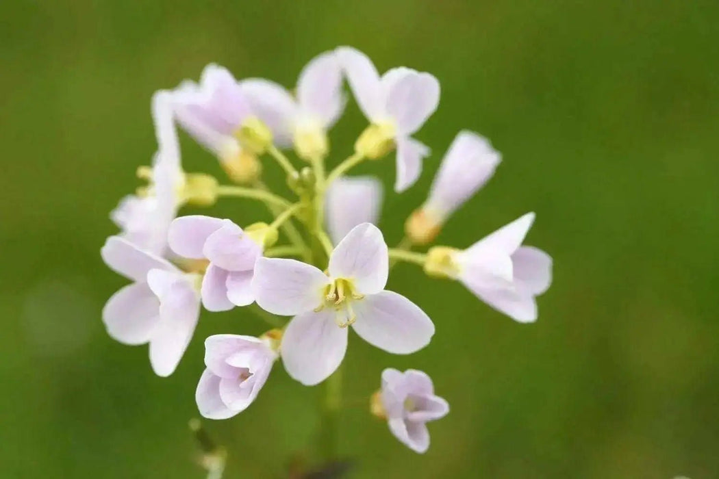 Cuckoo Flower Seed (Lady's Smock! ) PERENNIAL - Caribbean garden seed