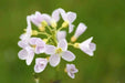 Cuckoo Flower Seed (Lady's Smock! ) PERENNIAL - Caribbean garden seed