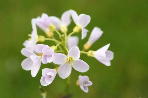Cuckoo Flower Seed (Lady's Smock! ) PERENNIAL - Caribbean garden seed
