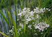 Cuckoo Flower Seed (Lady's Smock! ) PERENNIAL - Caribbean garden seed
