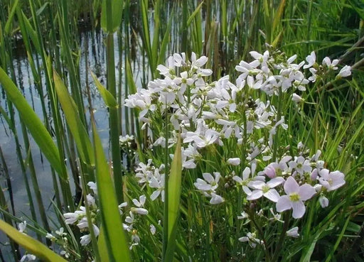 Cuckoo Flower Seed (Lady's Smock! ) PERENNIAL - Caribbean garden seed