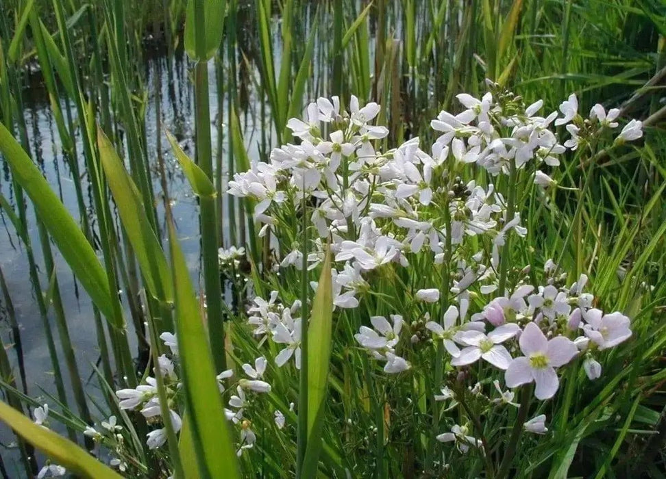 Cuckoo Flower Seed (Lady's Smock! ) PERENNIAL - Caribbean garden seed