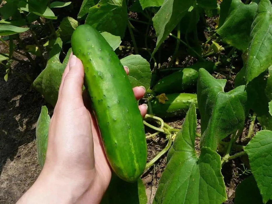 Cucumber Seeds 'Poinsett 76,' ANNUAL VEGETABLE - Caribbean garden seed