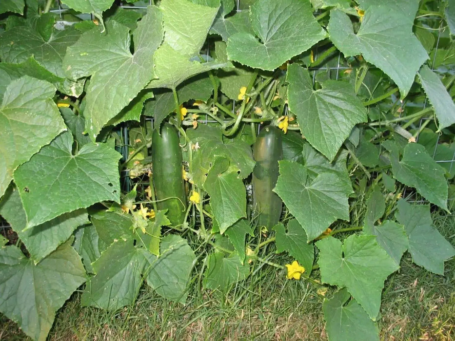 Organic Cucumber Seeds 'Poinsett 76,' a prickly, vining, disease-resistant slicer - Caribbeangardenseed