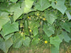 Cucumber Seeds 'Poinsett 76,' ANNUAL VEGETABLE - Caribbean garden seed