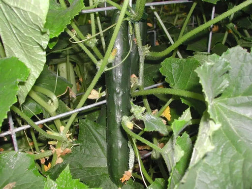 Cucumber , Streight  Eight, Heiloom, SEEDS, - Caribbean garden seed