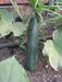 Cucumber , Streight  Eight, Heiloom, SEEDS, - Caribbean garden seed