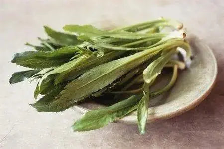 Fresh Culantro Leaves aka “shado beni” ( bundle) - Caribbeangardenseed