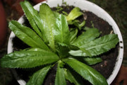 Culantro Live plant ( 3'pot starter plant) ngò gai “shado beni” CARIBBEAN PRODUCT - Caribbean garden seed