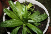 Culantro HERB Seeds, HEIRLOOM CARIBBEAN,ASIAN HERB,Ngo Gai, shado beni - Caribbean garden seed