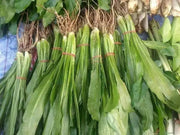 Culantro HERB Seeds, HEIRLOOM CARIBBEAN,ASIAN HERB,Ngo Gai, shado beni - Caribbean garden seed