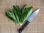 Culantro HERB Seeds, HEIRLOOM CARIBBEAN,ASIAN HERB,Ngo Gai, shado beni - Caribbean garden seed