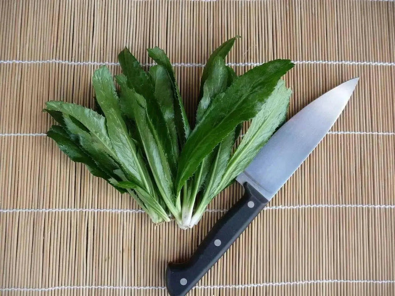 Culantro HERB Seeds, HEIRLOOM CARIBBEAN,ASIAN HERB,Ngo Gai, shado beni - Caribbean garden seed