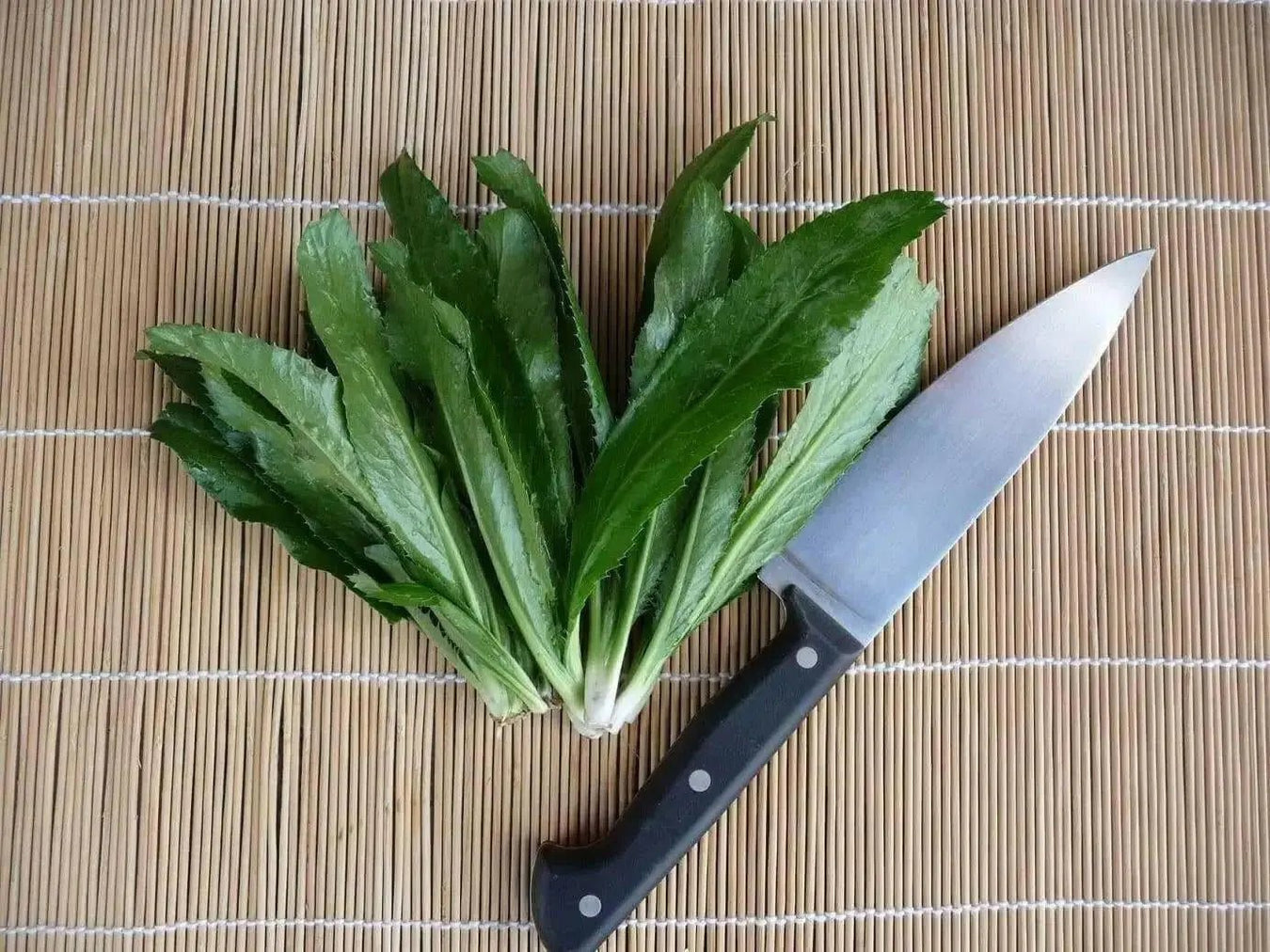 Culantro HERB Seeds, HEIRLOOM CARIBBEAN,ASIAN HERB,Ngo Gai, shado beni - Caribbean garden seed