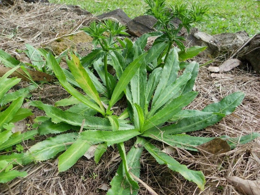 Culantro HERB Seeds, HEIRLOOM CARIBBEAN,ASIAN HERB,Ngo Gai, shado beni - Caribbean garden seed