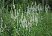 Culver's Root Seed - Veronicastrum virginicum,, HERB - Caribbean garden seed