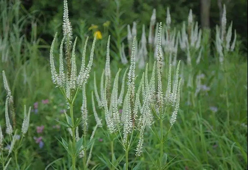 Culver's Root Seed - Veronicastrum virginicum,, HERB - Caribbean garden seed