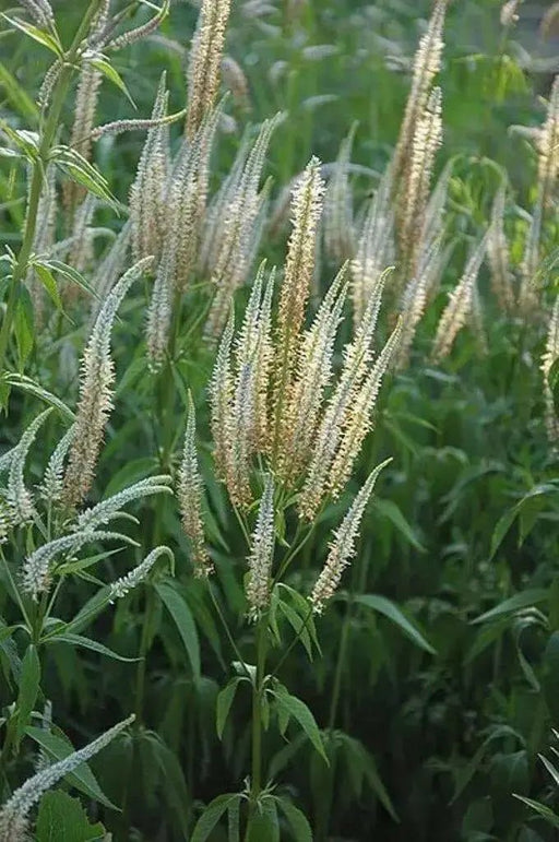 Culver's Root Seed - Veronicastrum virginicum,, HERB - Caribbean garden seed