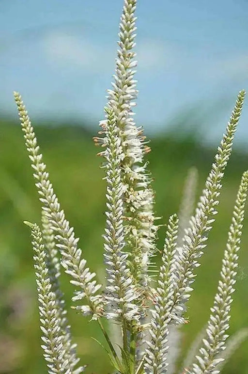 Culver's Root Seed - Veronicastrum virginicum,, HERB - Caribbean garden seed