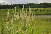 Culver's Root Seed - Veronicastrum virginicum,, HERB - Caribbean garden seed