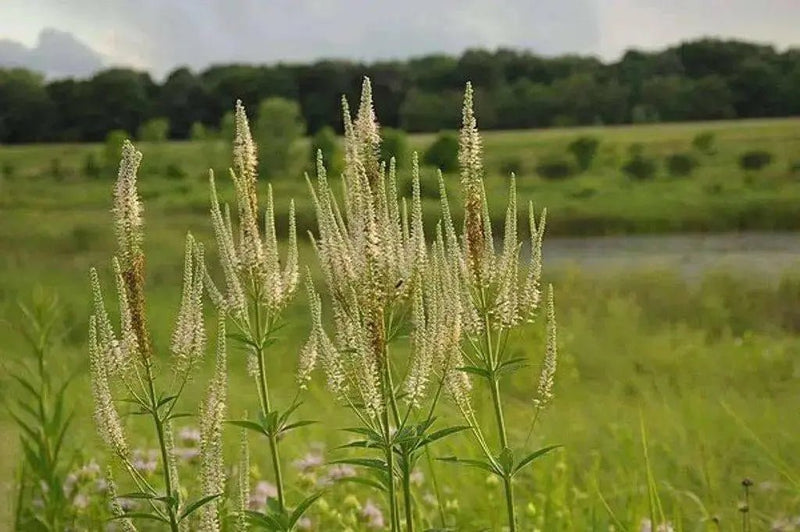 Culver's Root Seed - Veronicastrum virginicum,, HERB - Caribbean garden seed
