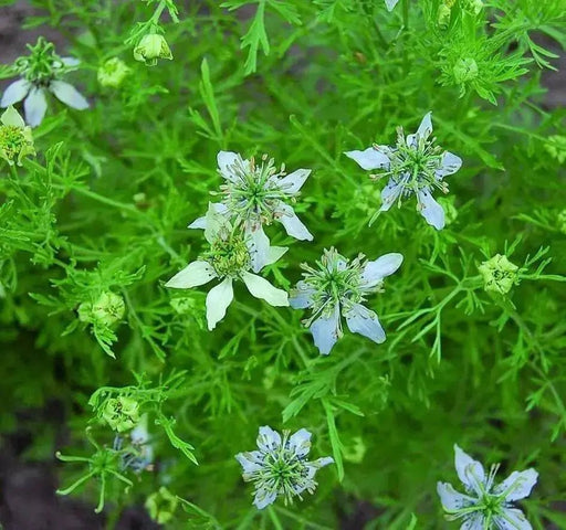 Cumin Plant Seeds (Cuminum Cyminum) - Caribbean garden seed