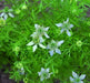 Cumin Plant Seeds (Cuminum Cyminum) - Caribbean garden seed