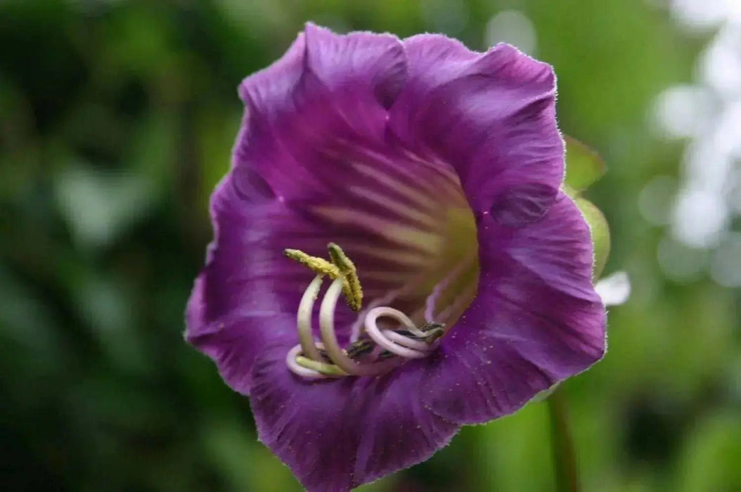 Cup and Saucer Vine  -(Cobaea scandens) Perennial flowers seed - Caribbean garden seed