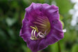 Cup and Saucer Vine  -(Cobaea scandens) Perennial flowers seed - Caribbean garden seed