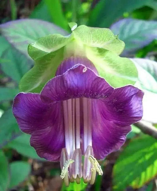 Cup and Saucer Vine  -(Cobaea scandens) Perennial flowers seed - Caribbean garden seed