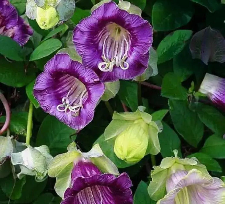 Cup and Saucer Vine  -(Cobaea scandens) Perennial flowers seed - Caribbean garden seed