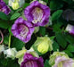 Cup and Saucer Vine  -(Cobaea scandens) Perennial flowers seed - Caribbean garden seed