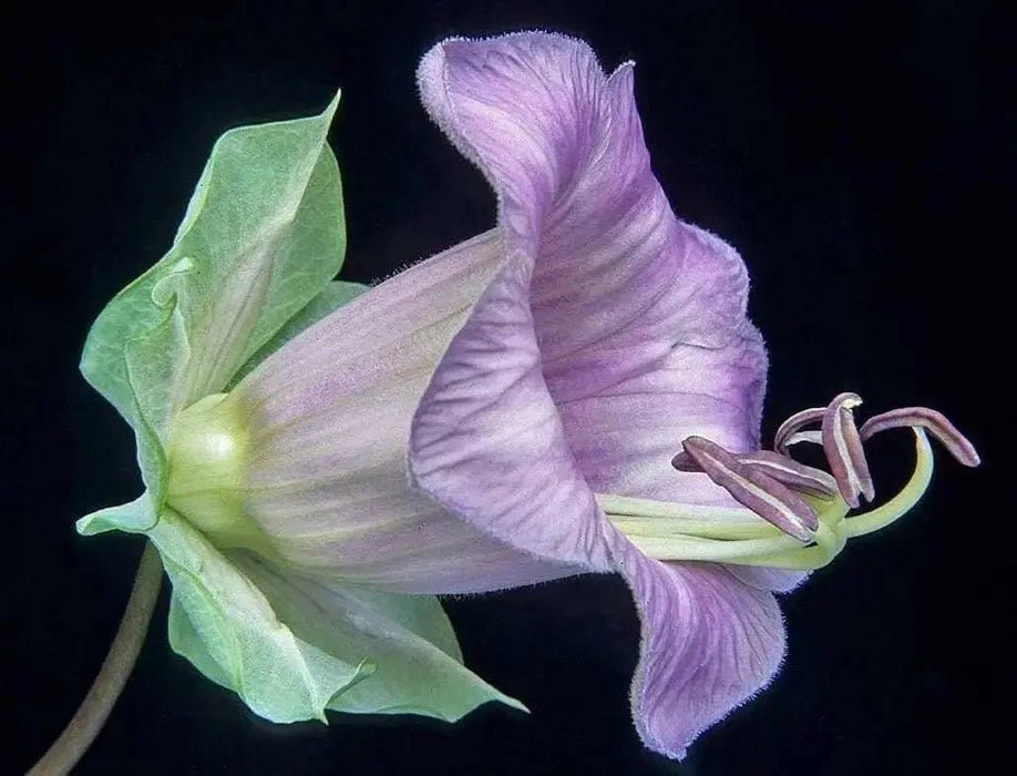 Cup and Saucer Vine  -(Cobaea scandens) Perennial flowers seed - Caribbean garden seed