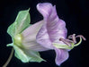 Cup and Saucer Vine  -(Cobaea scandens) Perennial flowers seed - Caribbean garden seed